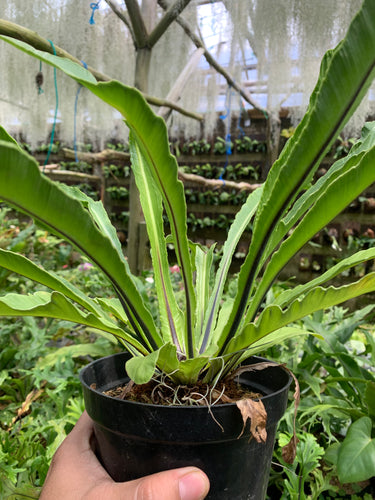 Asplenium Irian Mutan [Fern]