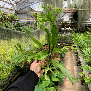 Asplenium Java Cristata [fern]