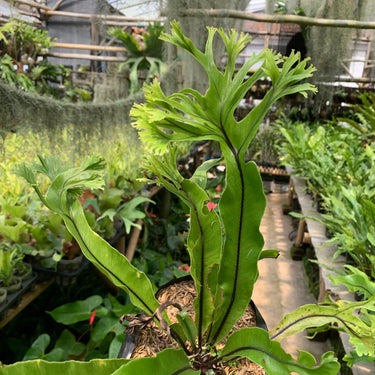 Asplenium Java Cristata [fern]