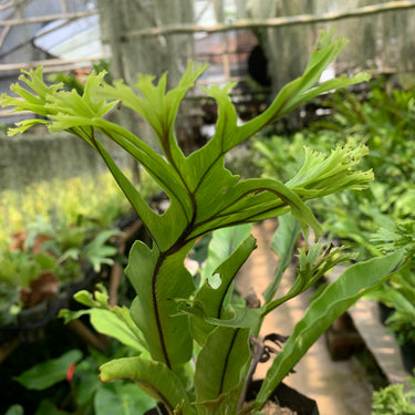 Asplenium Java Cristata [fern]