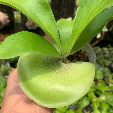 Platycerium Bifurcatum White Spore