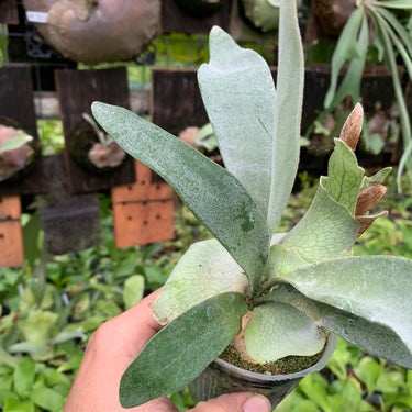 Platycerium Veitchii Blue F1