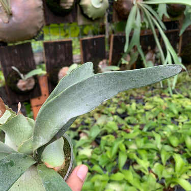 Platycerium Veitchii Blue F1