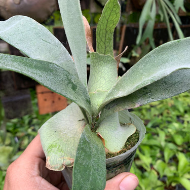 Platycerium Veitchii Blue F1