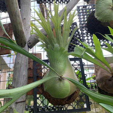 Platycerium Veitchii Blue F1 Big