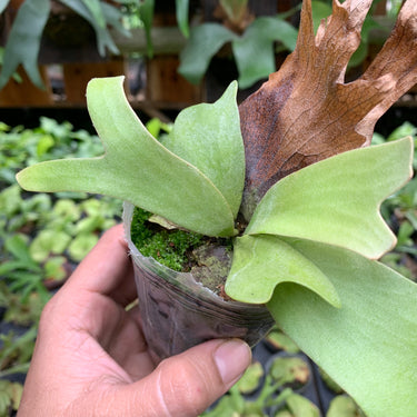 Platycerium Willinckii Sawangensis