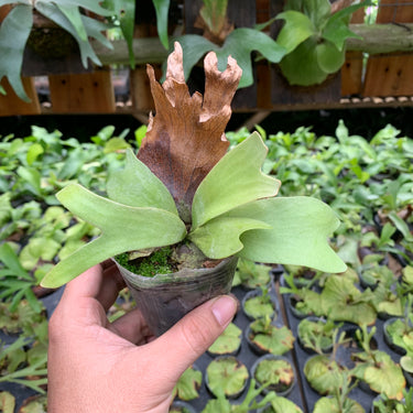 Platycerium Willinckii Sawangensis