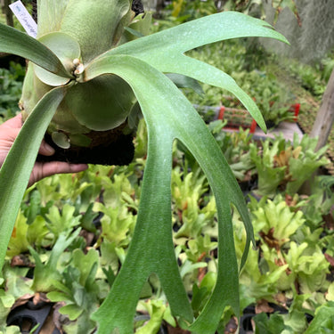 Platycerium Willinckii Sawangensis Big