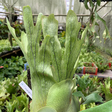 Platycerium Willinckii Sawangensis Big