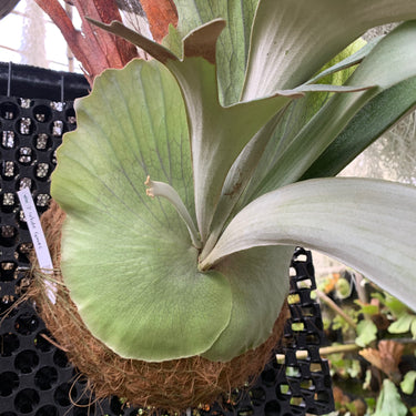 Platycerium White Gimos Big