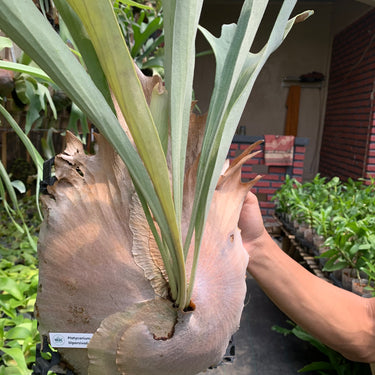 Platycerium Diversifolium Mature