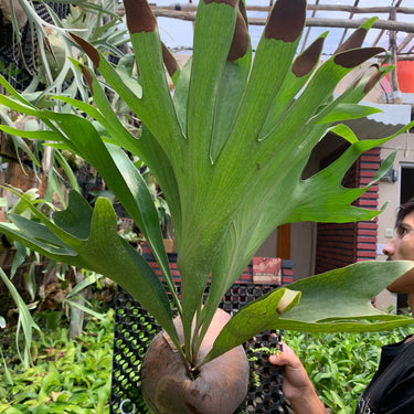 Platycerium Diversifolium Mature