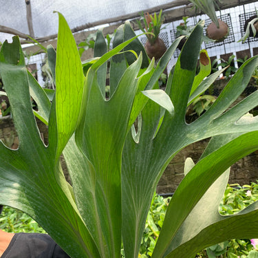 Platycerium Diversifolium Mature