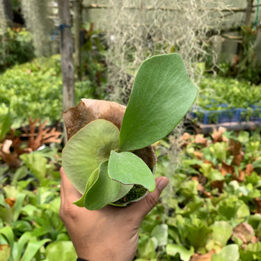 Platycerium Hillii Panama