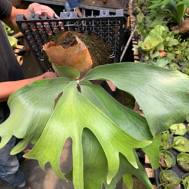 Platycerium Hillii Panama Big