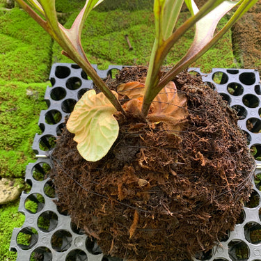 Platycerium Ridleyi Medium