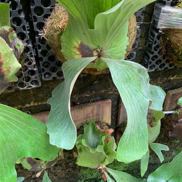 Platycerium Neptune Big