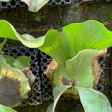 Platycerium Neptune Big