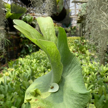 Platycerium Wandae