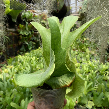 Platycerium Wandae