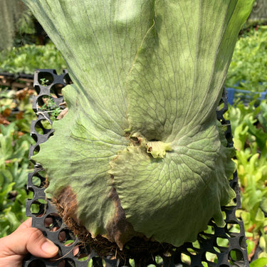 Platycerium Wandae Medium