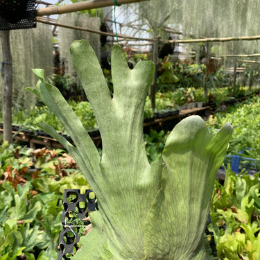 Platycerium Wandae Medium
