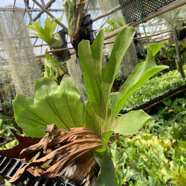 Platycerium Wandae Medium