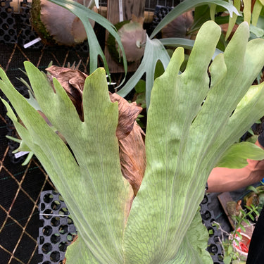 Platycerium Wandae Big
