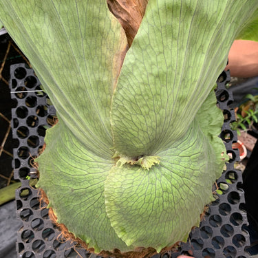 Platycerium Wandae Big