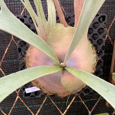 Platycerium Veitchii Blue F1 Big