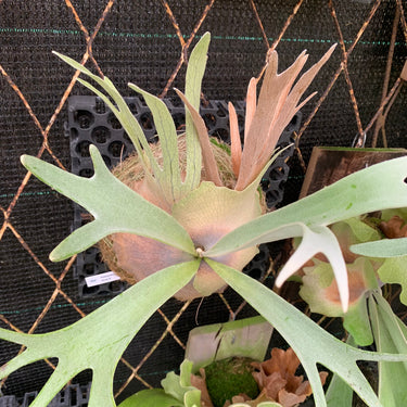 Platycerium Veitchii Blue F1 Big