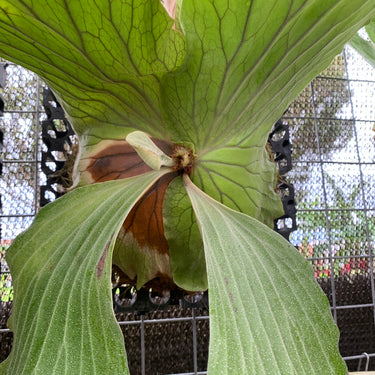 Platycerium Elephantotis Big