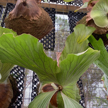 Platycerium Elephantotis Big