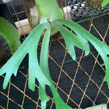 Platycerium Willinckii Sawangensis Medium