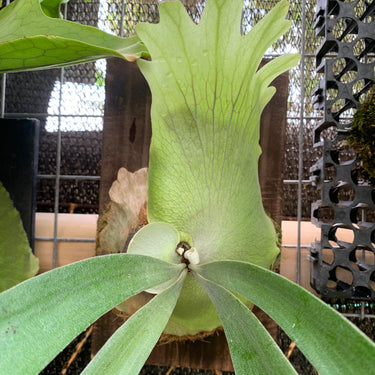 Platycerium Willinckii Sawangensis Medium