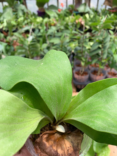 Platycerium Nai