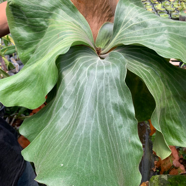 Platycerium Nai Mature