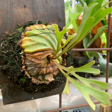 Platycerium Ridleyi