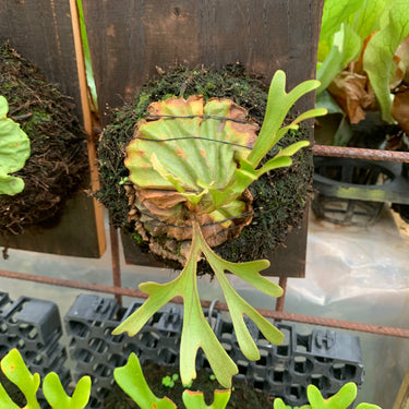 Platycerium Ridleyi