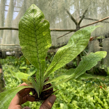 Asplenium Crocodile [Fern]