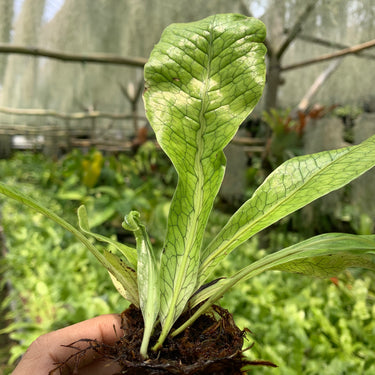 Asplenium Crocodile [Fern]