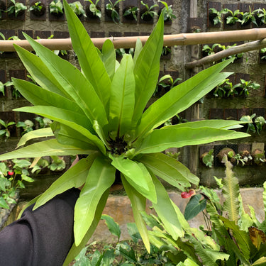 Asplenium Irian [Fern]
