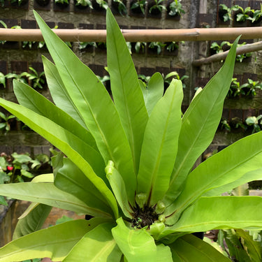 Asplenium Irian [Fern]