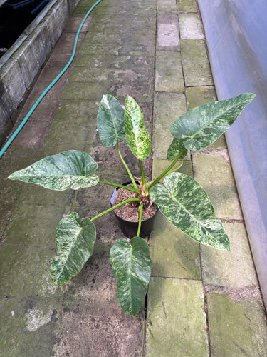 PS0902 Philodendron Giganteum Marble