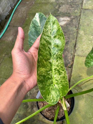 PS0902 Philodendron Giganteum Marble
