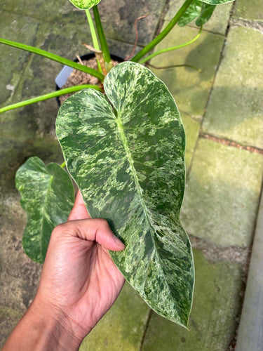 PS0902 Philodendron Giganteum Marble