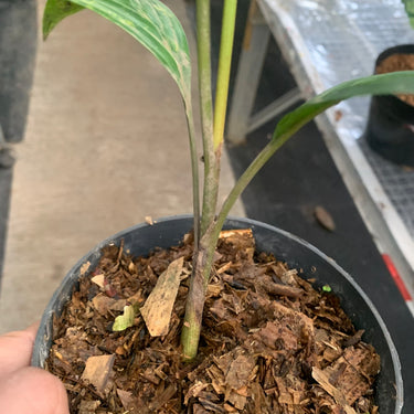 Palm Rhapis Pinanga Sp Papua