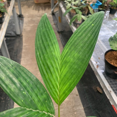 Palm Rhapis Pinanga Sp Papua