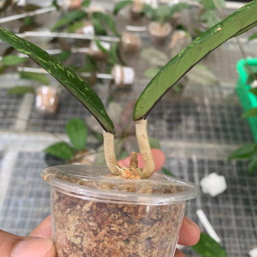 Hoya Aceh Kemiri Splash