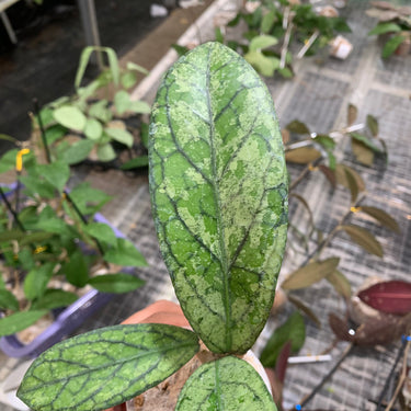 Hoya Sp Waymaja Silver